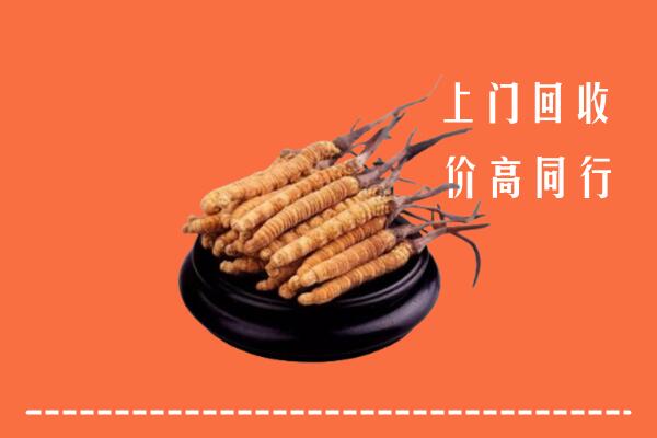 周口回收散虫草